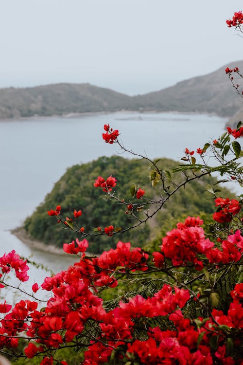 Бесплатное стоковое фото с красивые цветы, красота природы, Филиппины