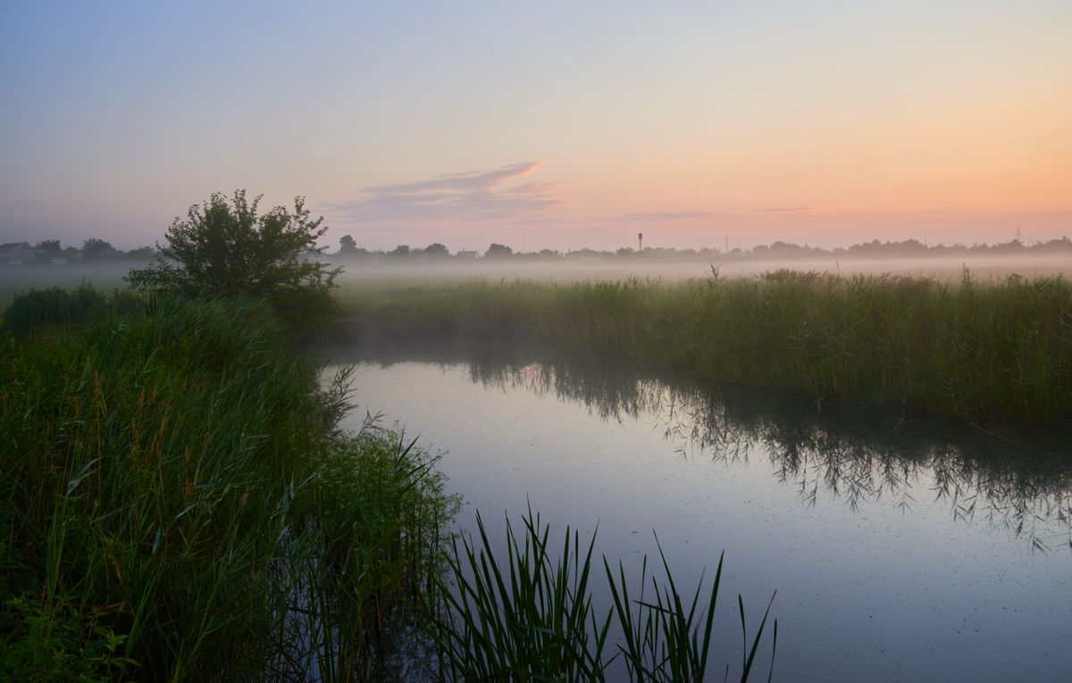 Reed beds at dawn with mist over the water