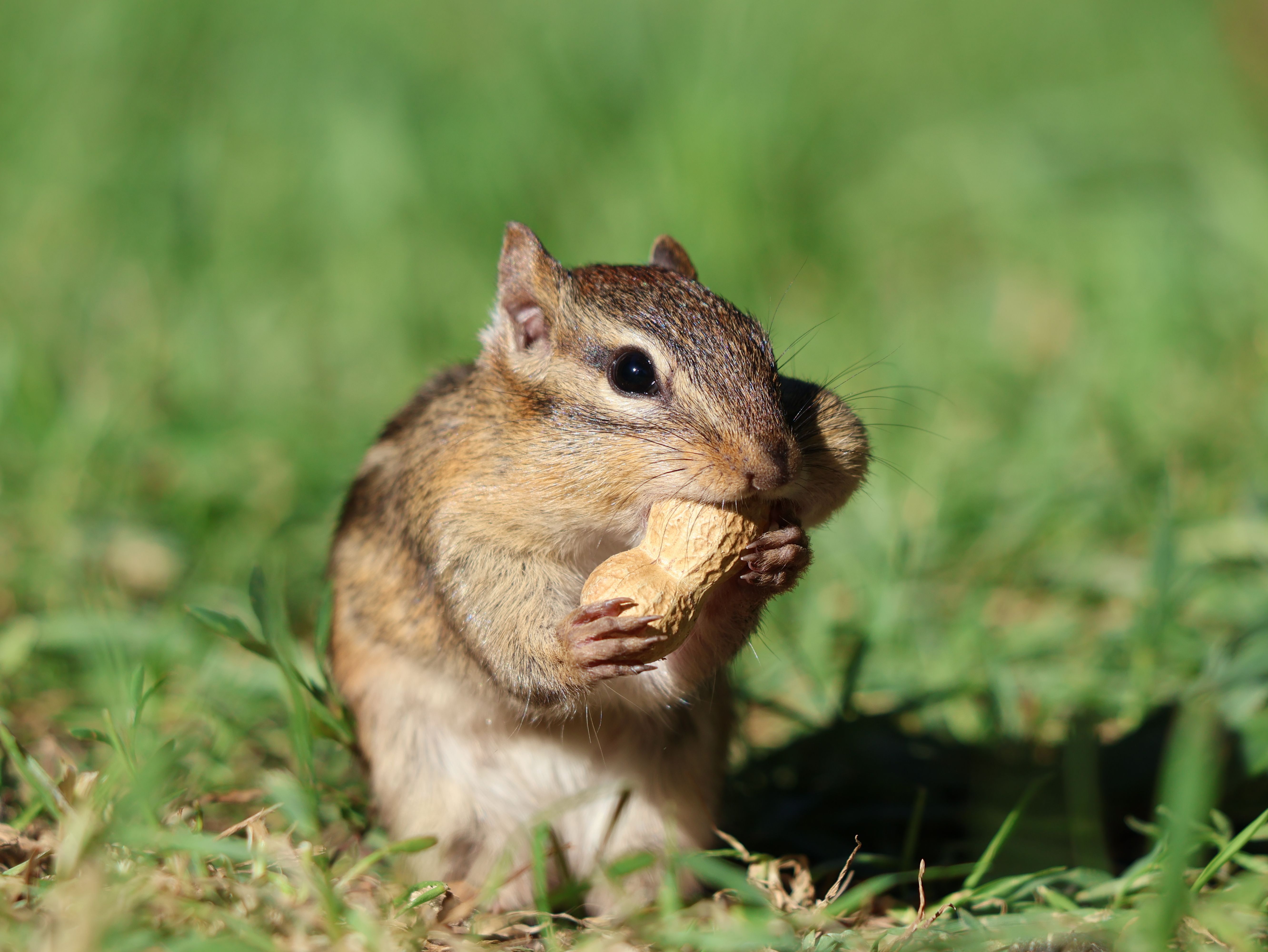 Adorable chipmunk holding a peanut on lush green grass in Burnsville, Minnesota.
