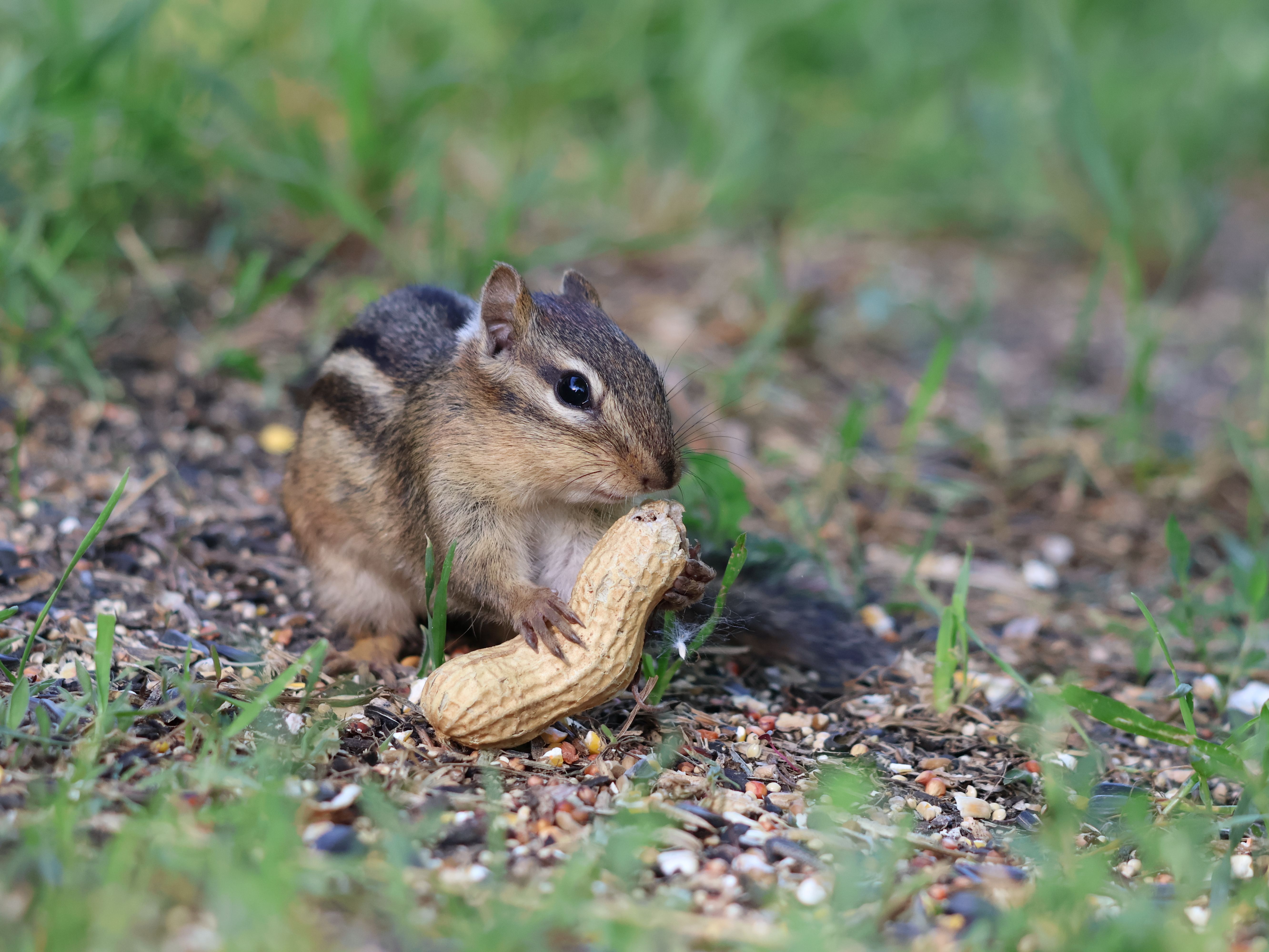 A cute chipmunk nibbling on a peanut surrounded by green grass in spring.