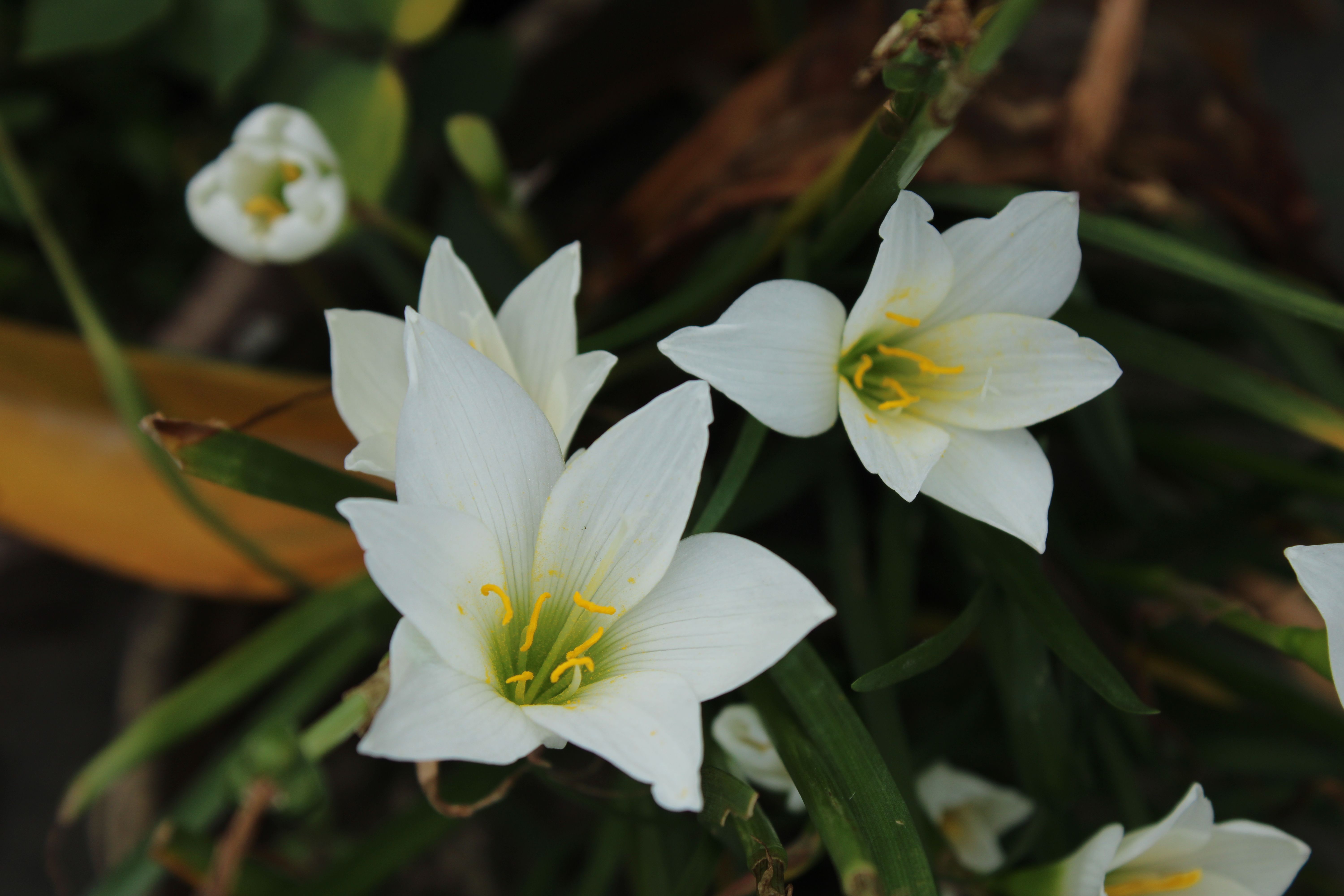 [ColoSach]-close-up-of-white-zephyranthes-flowers-with-green-leaves,-showcasing-natural-beauty.