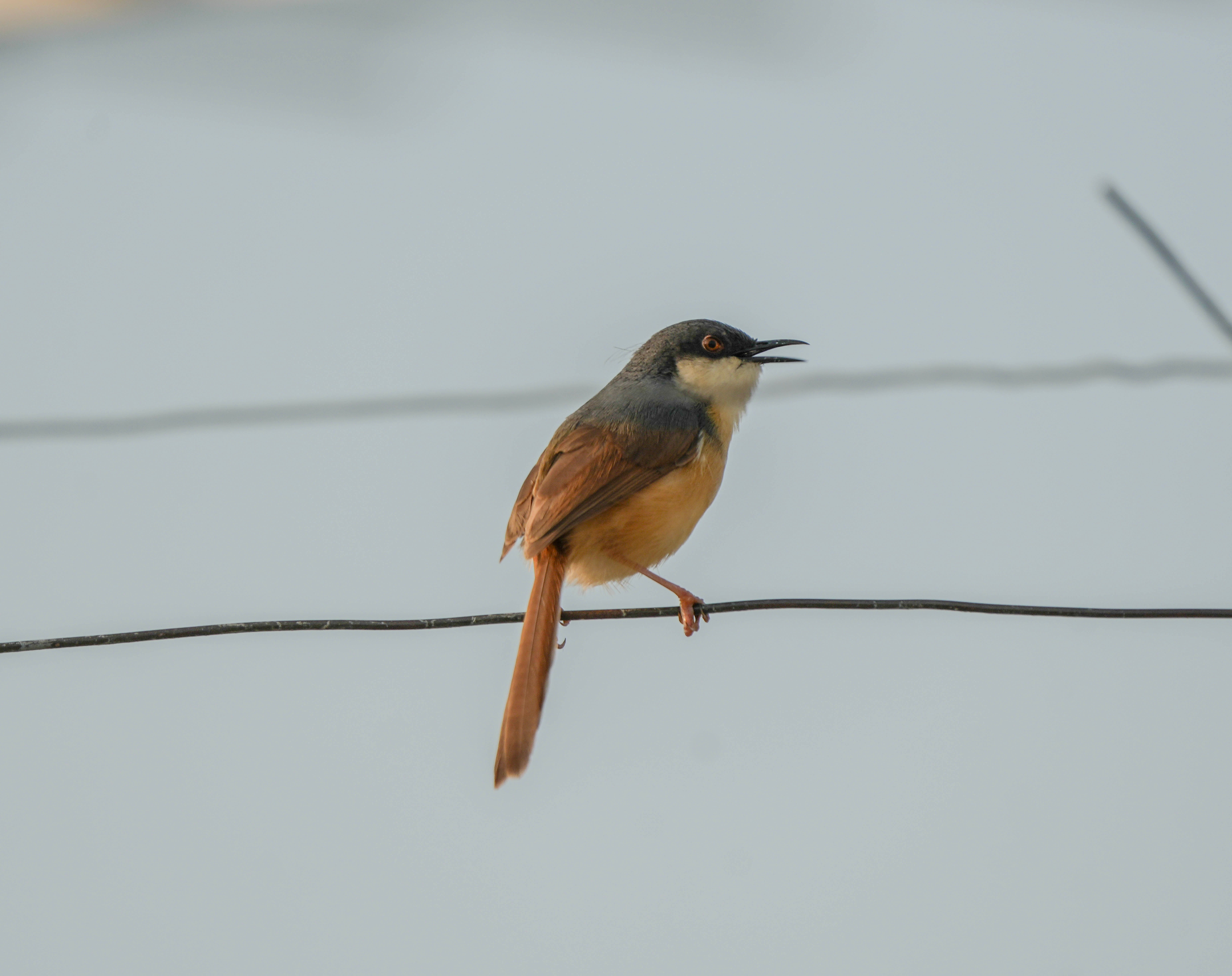 dartford warblers so called