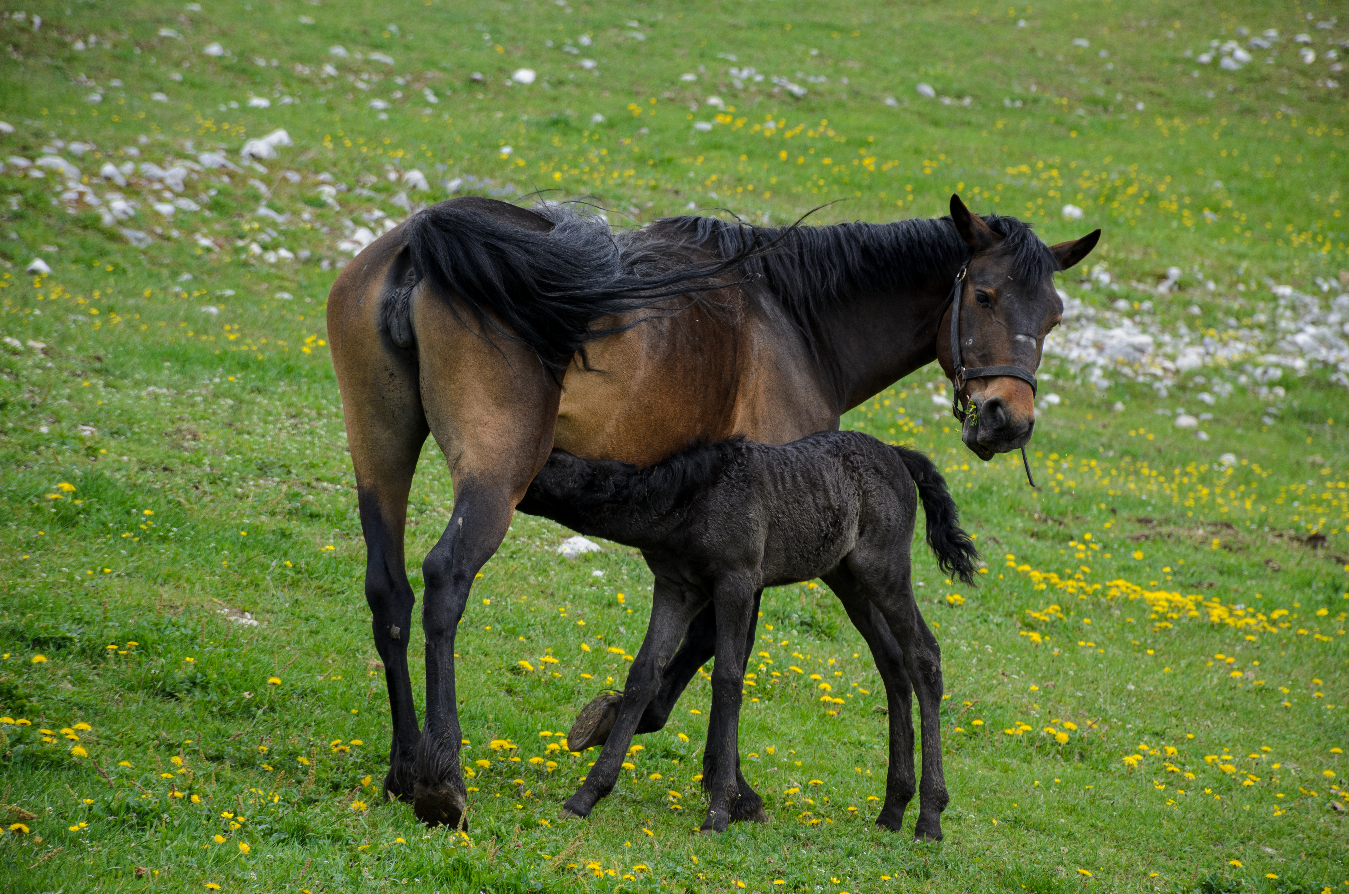 A mare and her foal grazing peacefully in a lush, flower-strewn meadow.