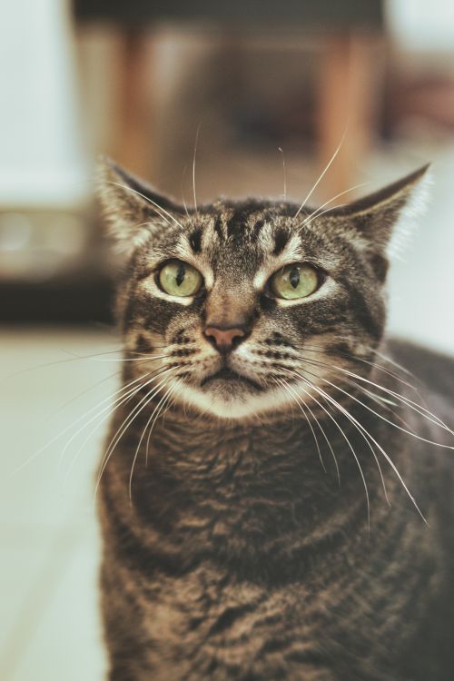 Free Detailed close-up of a domestic tabby cat with striking green eyes and intricate fur patterns. Stock Photo