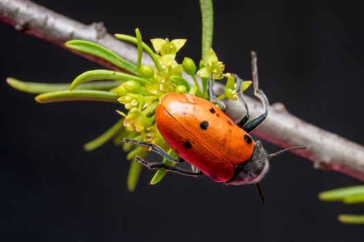 Vibrant orange beetle resting on a budding green branch, showcasing nature's beauty.