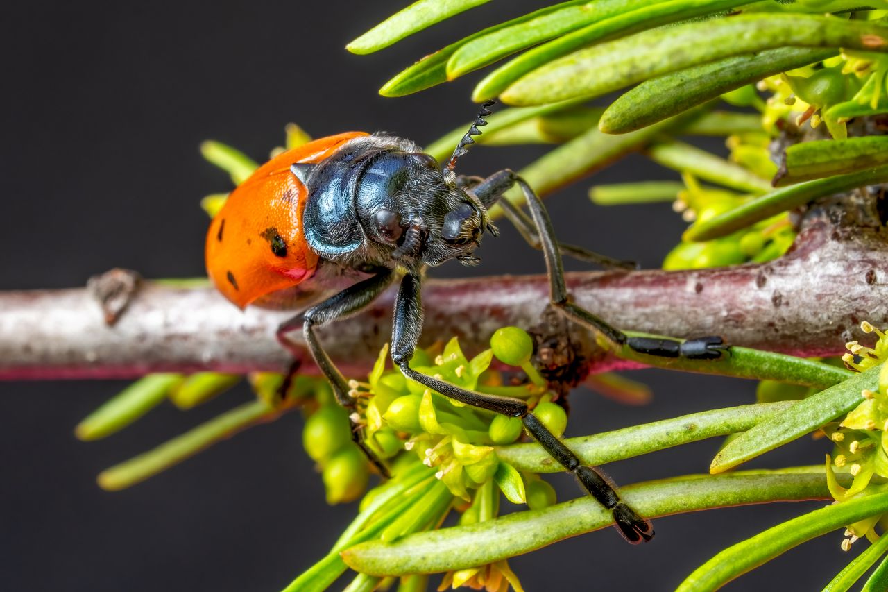 detailed macro shot of an exotic orange beetle on a branch showcasing