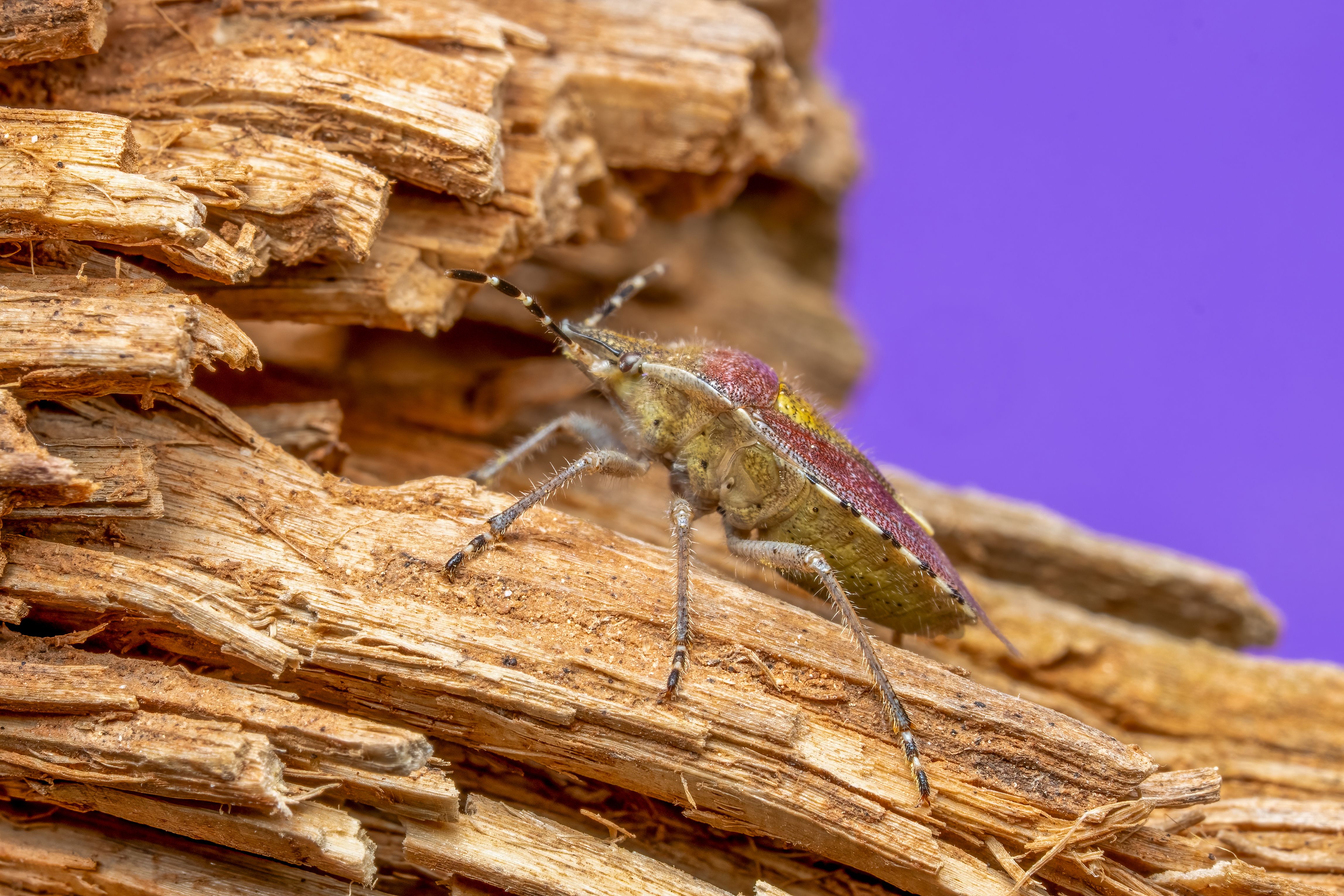 Macro shot of a shield bug perched on textured wood against a vivid purple backdrop.