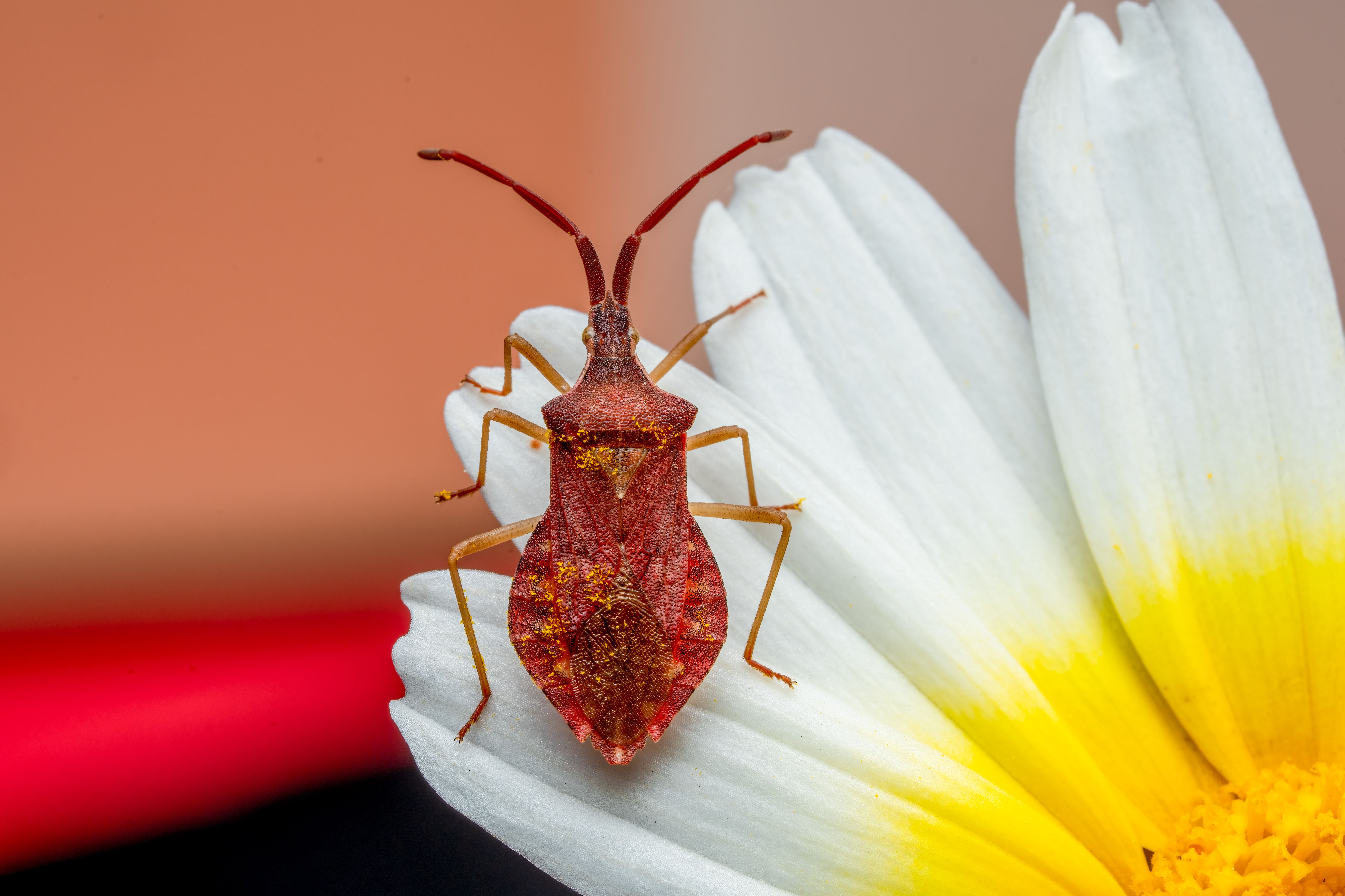 Macro shot of a red leaf-footed bug perched on a daisy petal in vibrant detail.