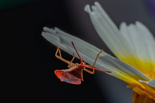 Close-up of a red leaf-footed bug on a petal, showcasing vivid colors and details.