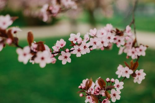 Free Close-up of cherry blossoms on a branch with vibrant pink petals, symbolizing springtime. Stock Photo