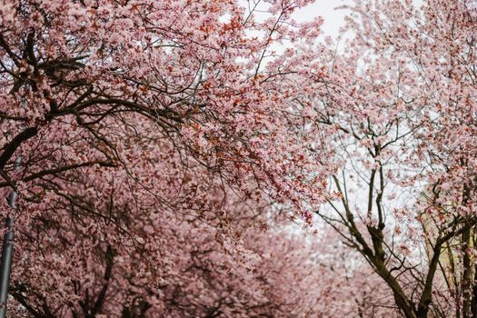 Stunning cherry blossom trees in full bloom during spring, showcasing vibrant pink petals.