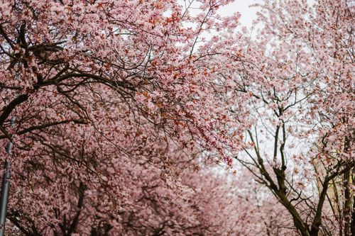 Free Stunning cherry blossom trees in full bloom during spring, showcasing vibrant pink petals. Stock Photo