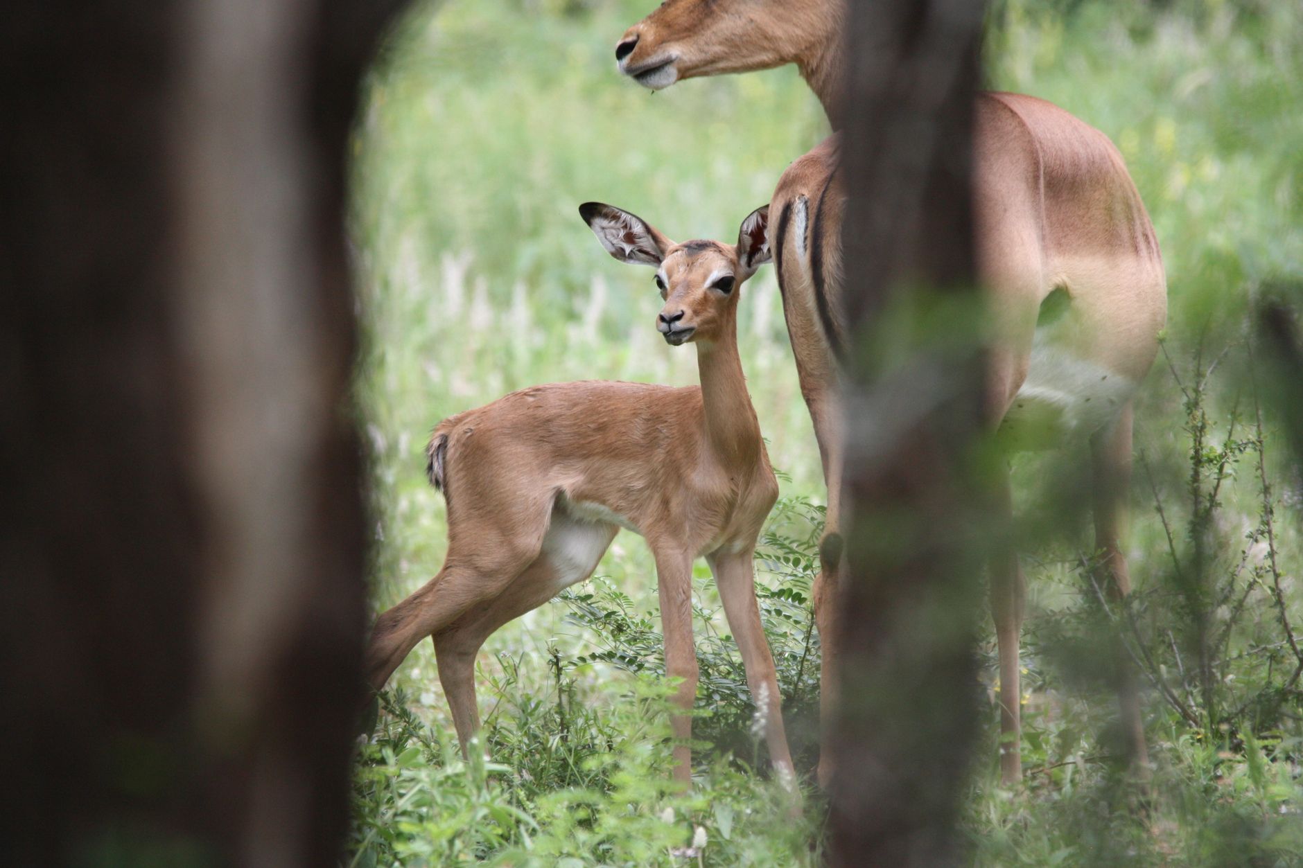 A tender moment between a young impala fawn and its mother in the wilderness.