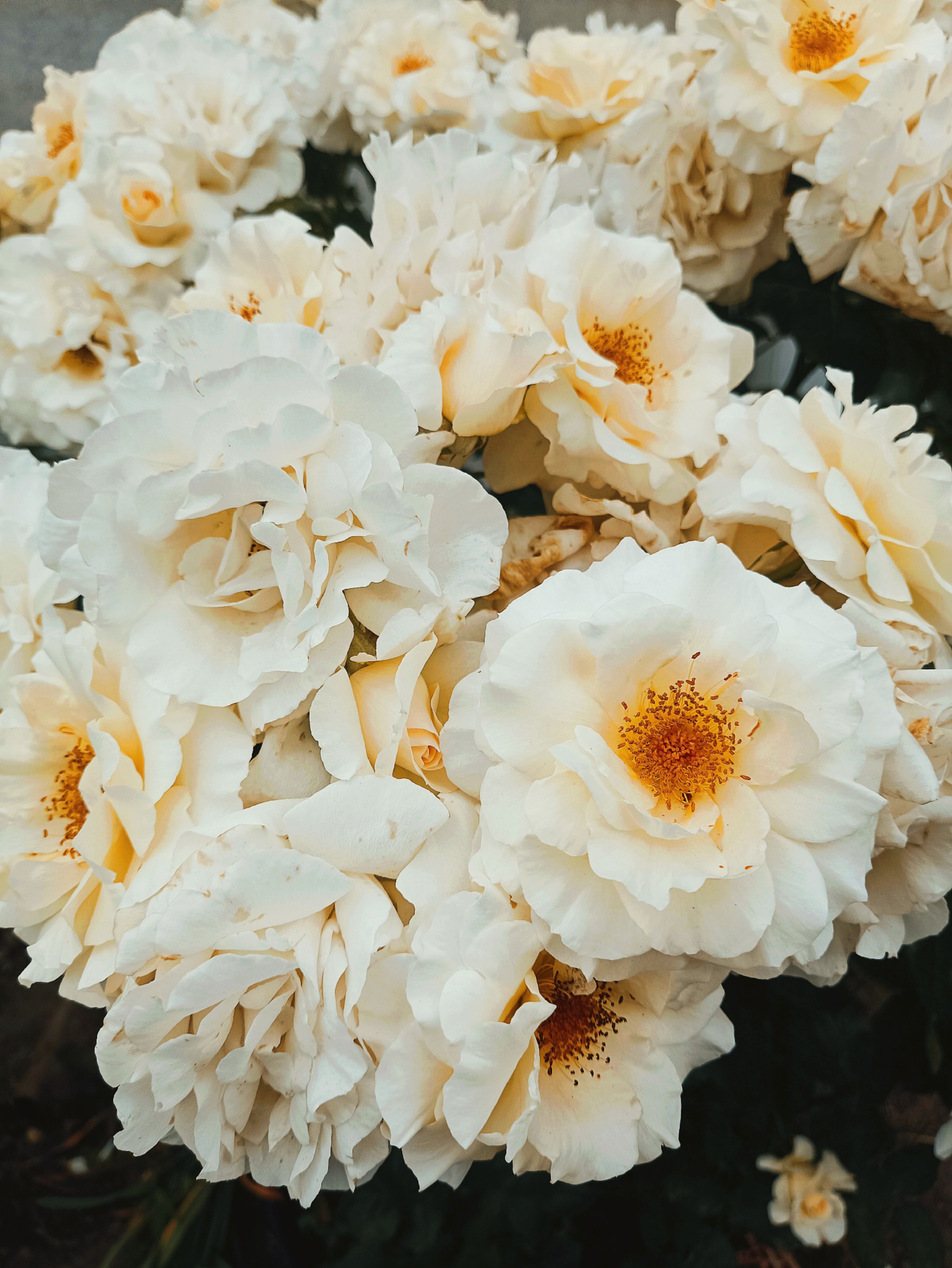 [ColoSach]-a-stunning-close-up-of-white-roses-in-full-bloom,-showcasing-their-delicate-beauty-and-natural-elegance.