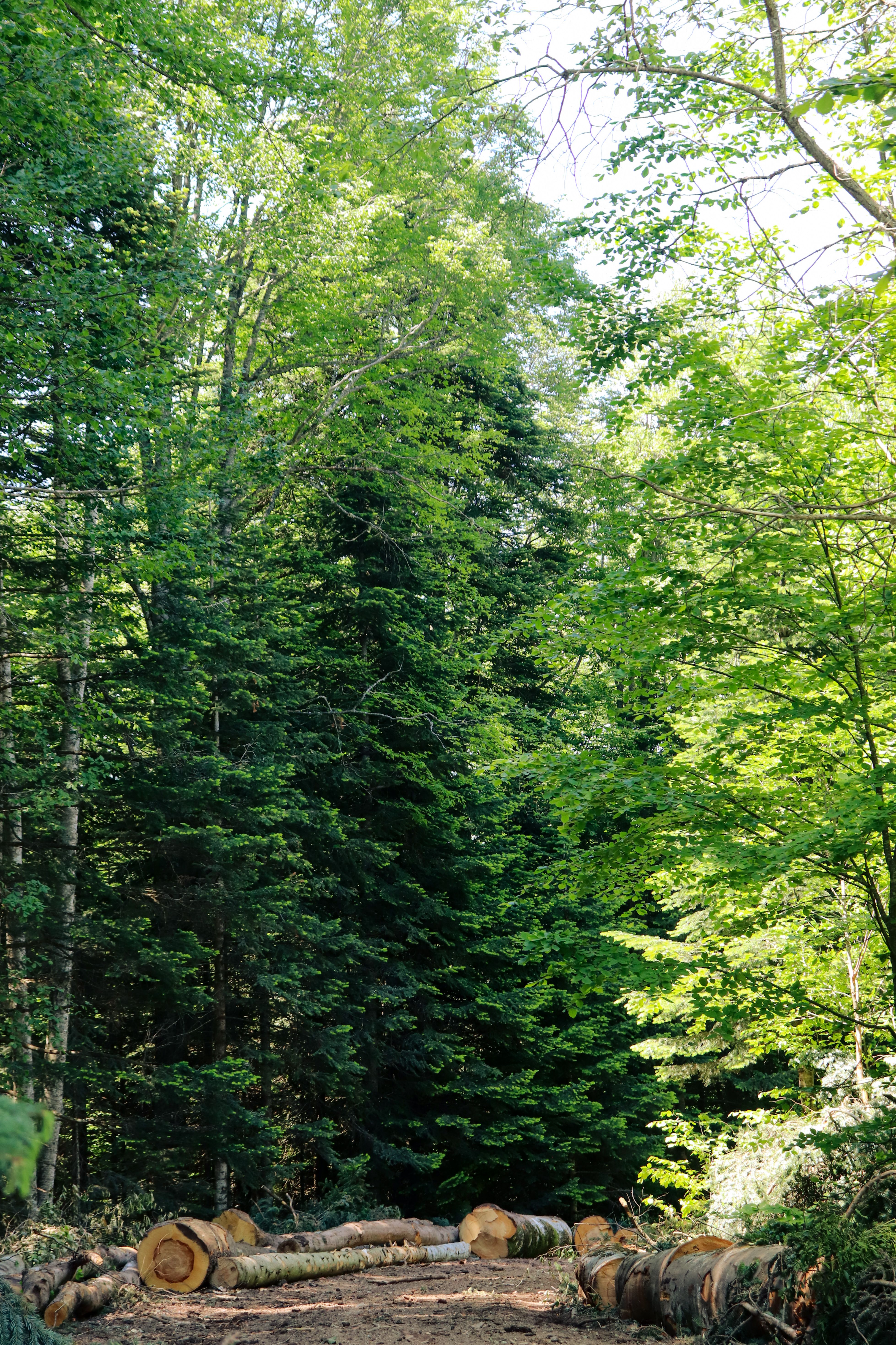 Peaceful forest setting with lush green trees and fallen logs, ideal for nature walks.