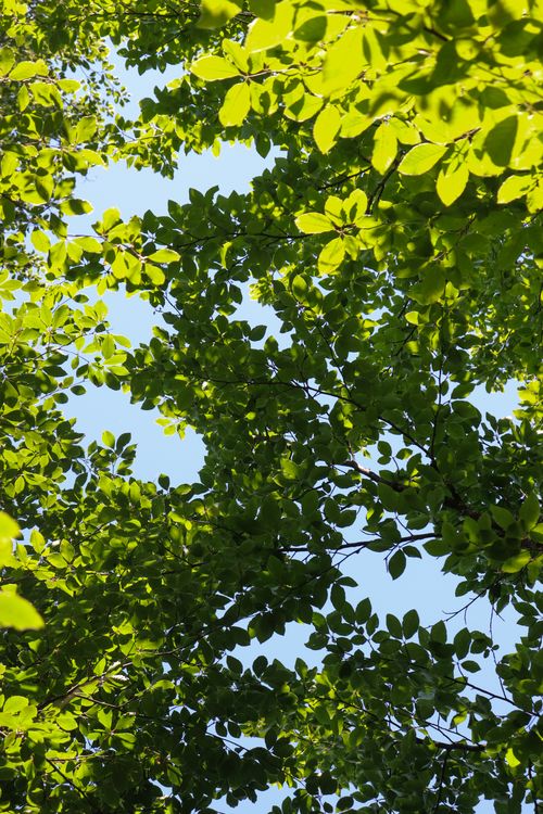 Free Vibrant green leaves against a clear blue sky, capturing the essence of nature's beauty. Stock Photo
