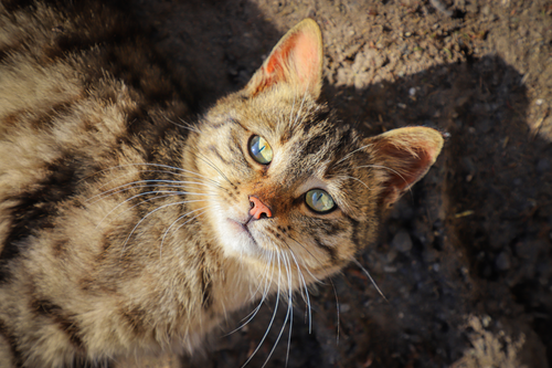 Free Portrait of a tabby cat with green eyes lying on sunlit ground in Istanbul, Türkiye. Stock Photo