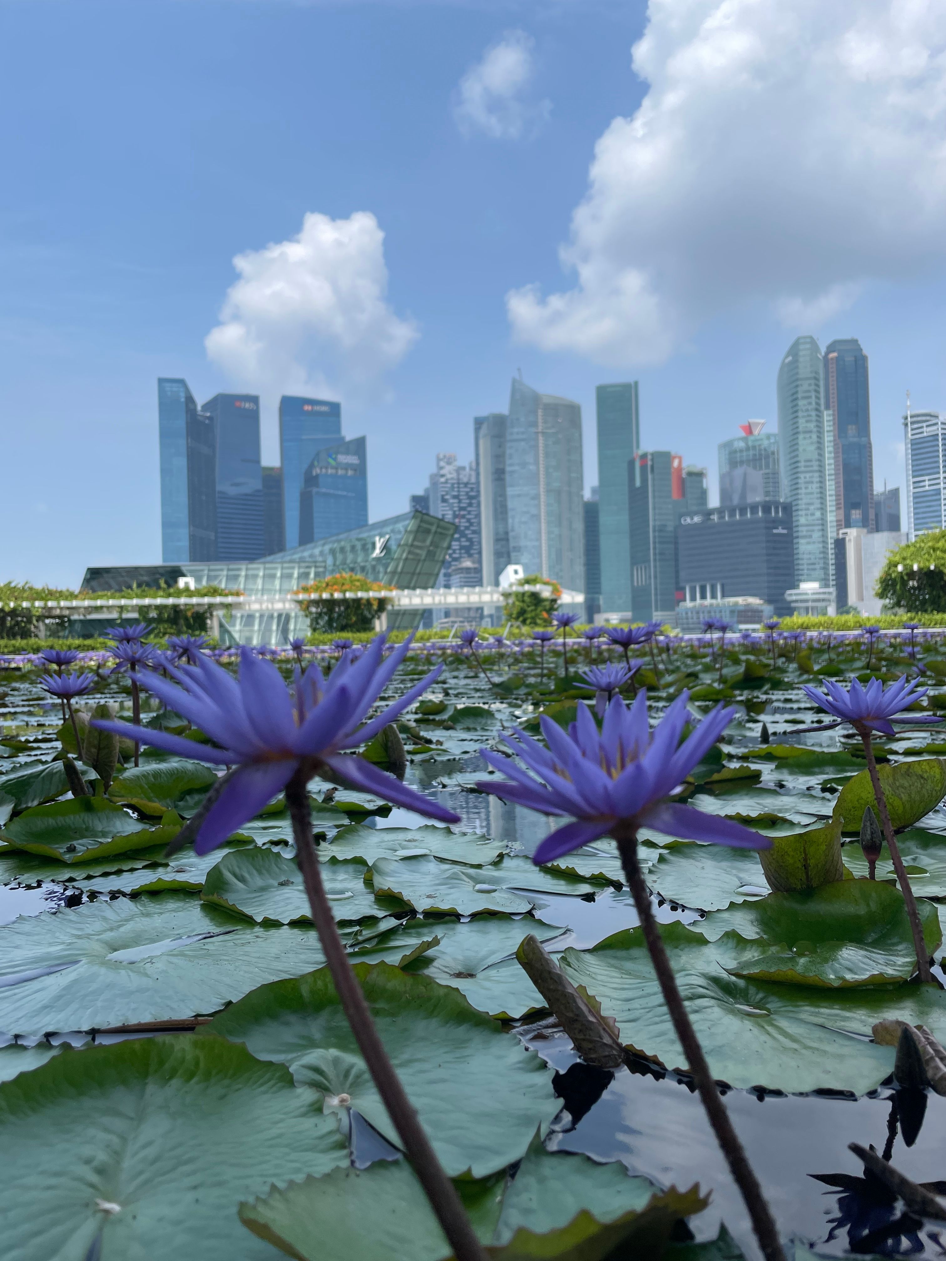 Purple lotus flowers bloom against the iconic Singapore skyline, offering a serene urban oasis.