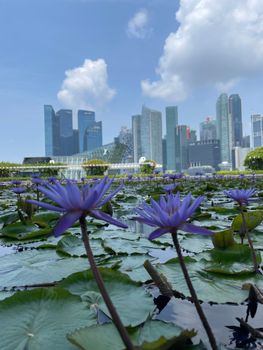 Purple lotus flowers bloom against the iconic Singapore skyline, offering a serene urban oasis.