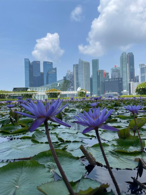 Purple lotus flowers bloom against the iconic Singapore skyline, offering a serene urban oasis.