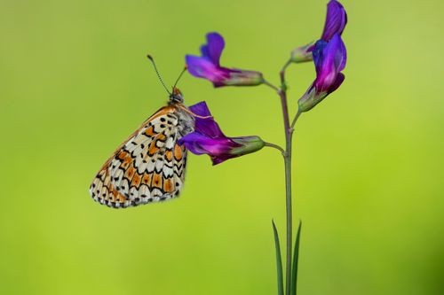 Free Close-up of a butterfly perched on a vibrant purple wildflower against a blurred green backdrop. Stock Photo