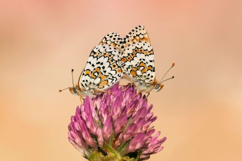 Free Two patterned butterflies mating on a vibrant pink wildflower with a soft pastel background. Stock Photo