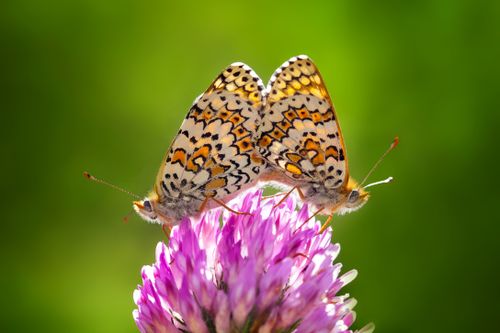 Free Two butterflies rest on a pink flower against a vibrant green background. Stock Photo