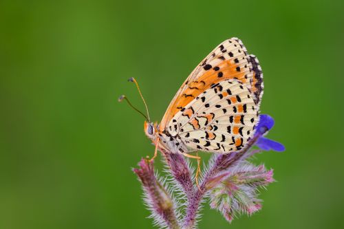 Free Close-up of a vibrant Melitaea butterfly perched on a flower with a green background. Stock Photo
