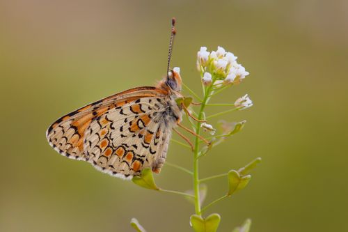 Free Elegant butterfly perched on a delicate white flower in a natural setting. Stock Photo
