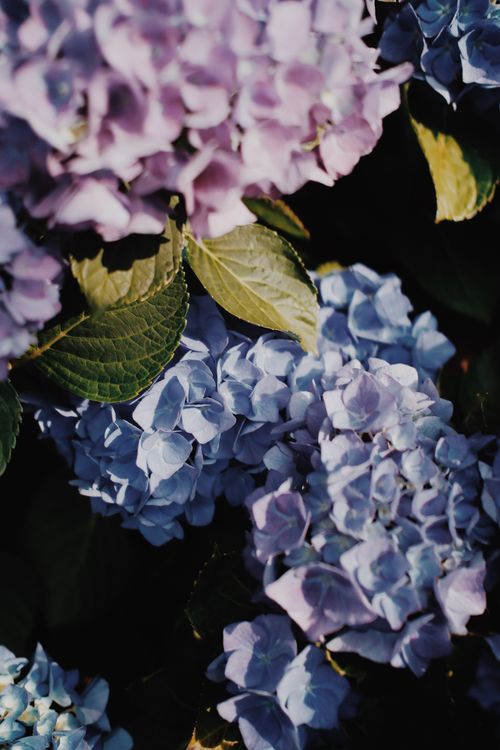 Free Stunning close-up of purple and blue hydrangea flowers with lush green leaves. Stock Photo