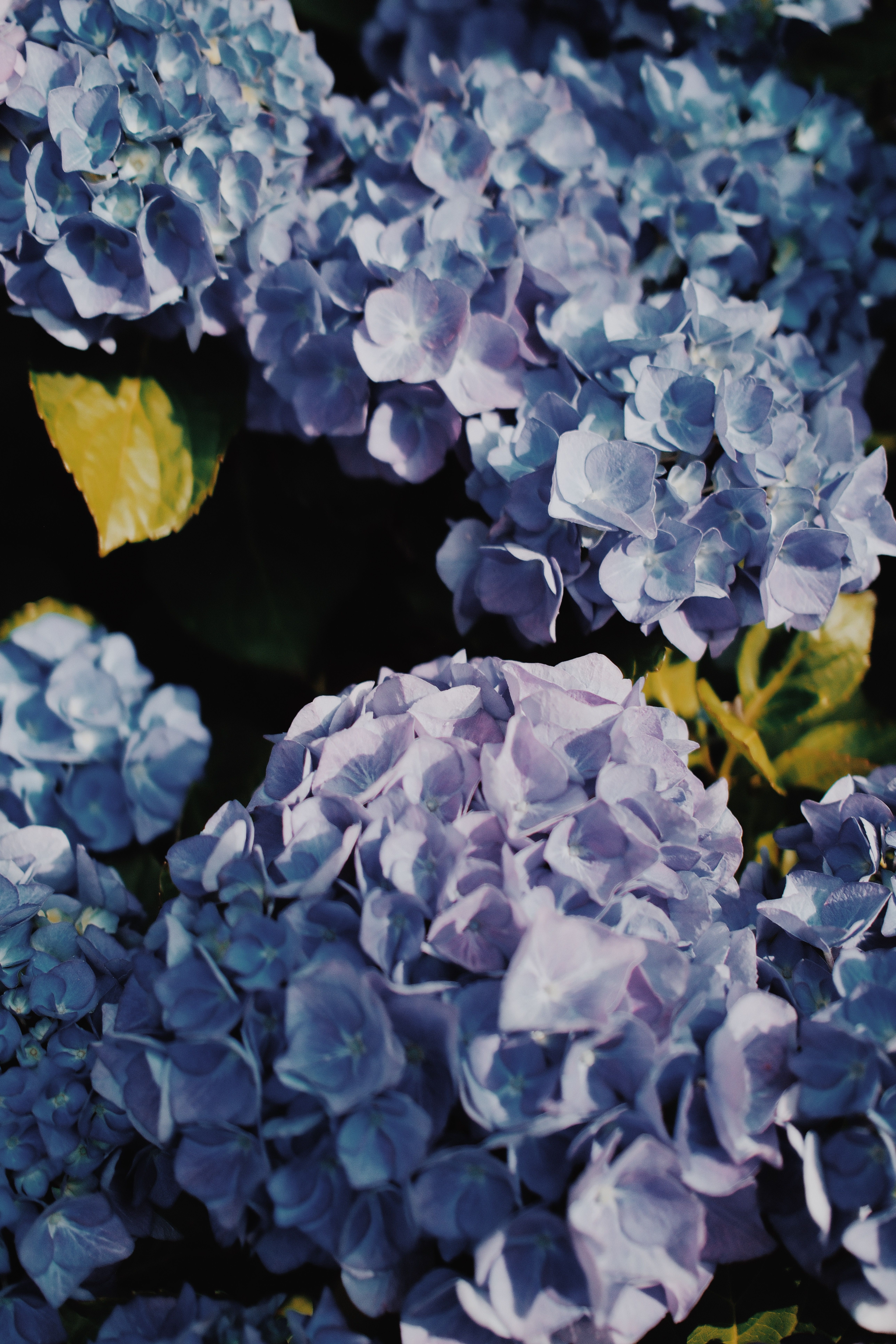 [ColoSach]-close-up-of-vibrant-blue-hydrangea-flowers-in-full-bloom-during-summer,-showcasing-nature's-beauty.