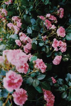 A beautiful cluster of pink roses blooming amidst deep green leaves, capturing nature's elegance.