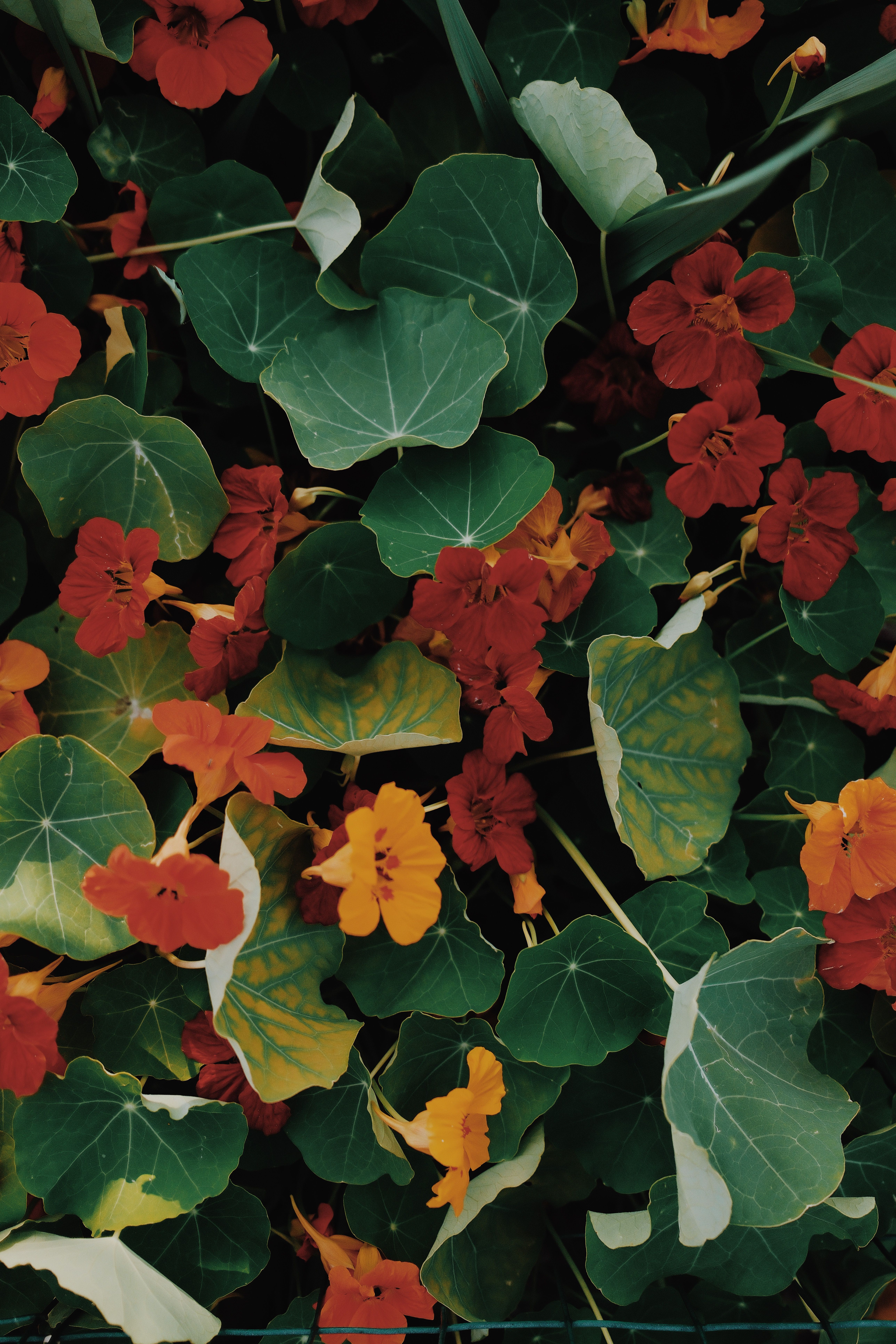 [ColoSach]-a-lush-scene-of-blooming-nasturtiums-with-vibrant-red-and-orange-flowers-among-green-leaves.