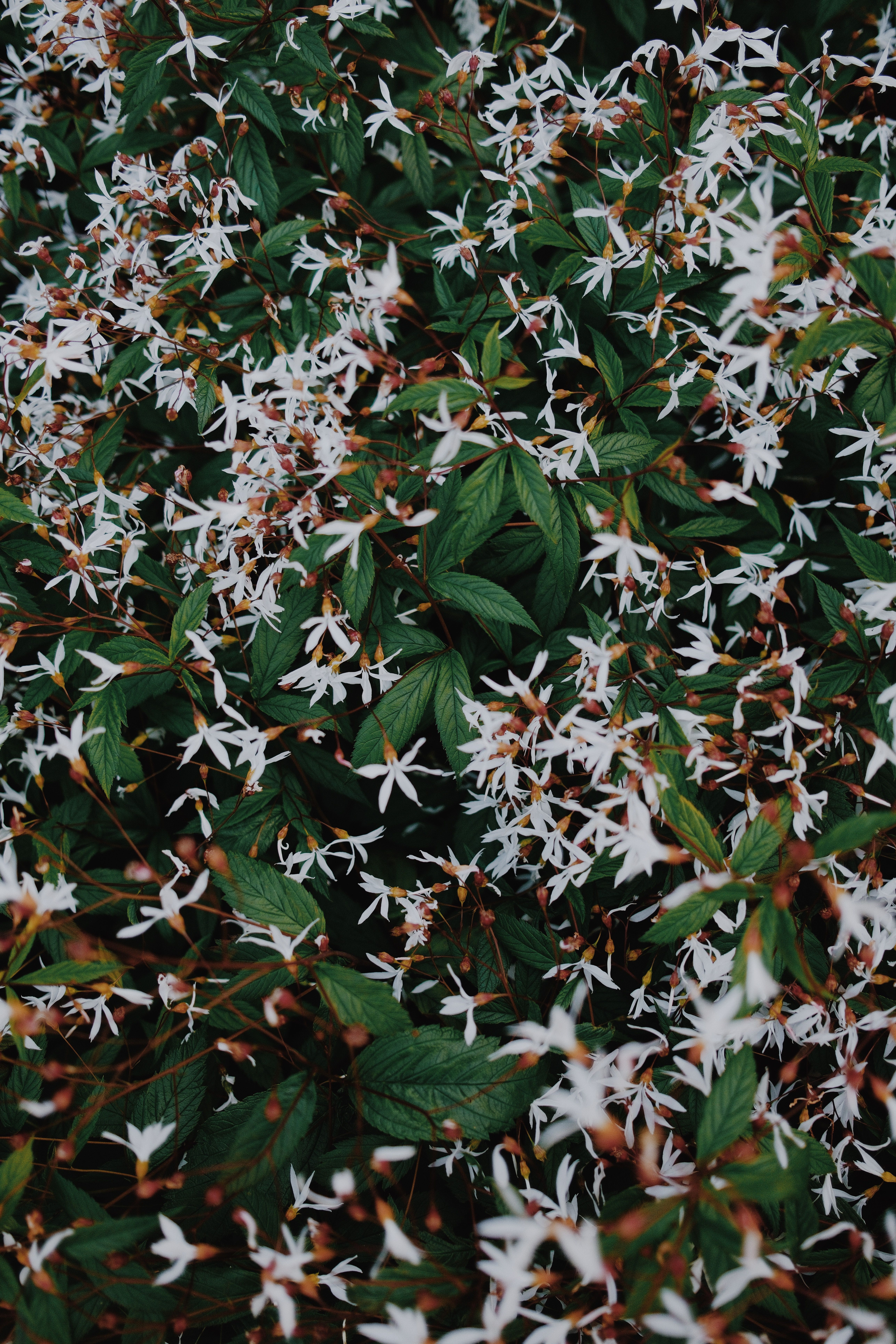 [ColoSach]-a-vibrant-display-of-white-wildflowers-creating-a-lush,-natural-backdrop.