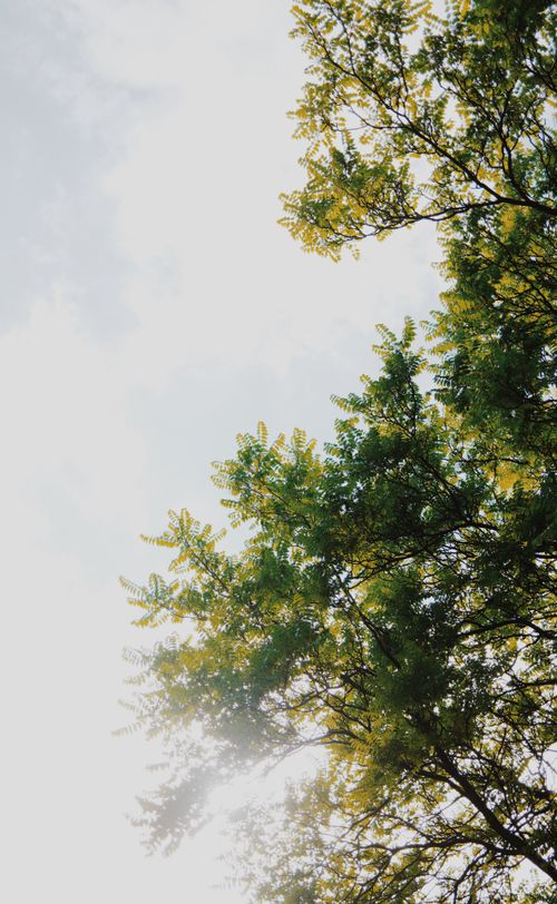 Free Sunlight filters through vibrant green tree leaves against a bright clear sky. Stock Photo