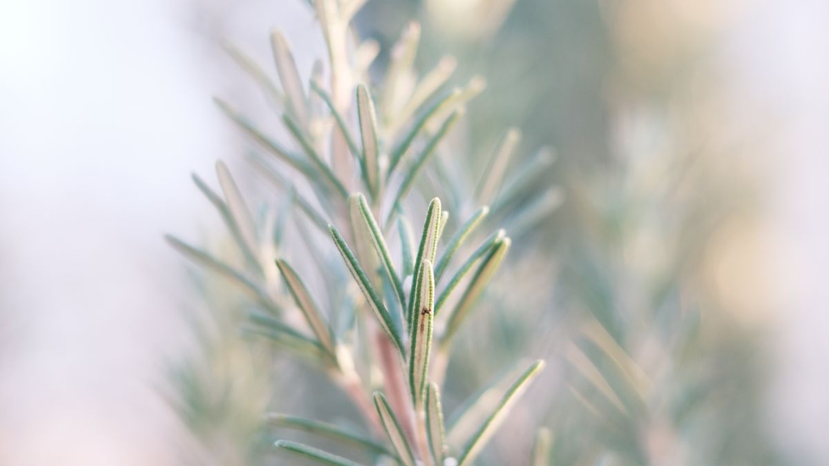 Les meilleures plantes pour un jardin résistant à la chaleur à Angers - illustration