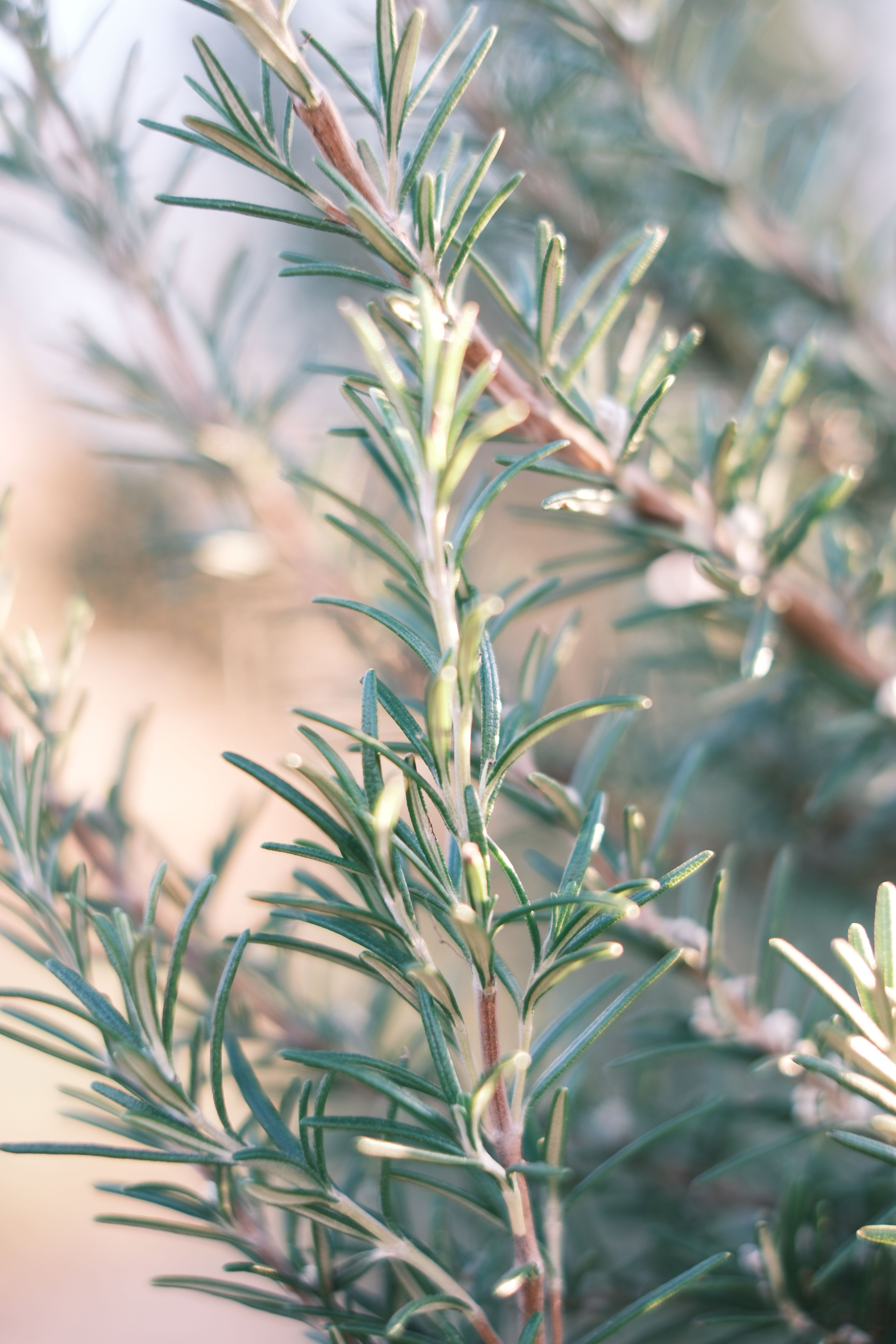 Detailed view of a rosemary plant with soft green needles, captured in natural light.