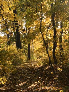 Serene forest path in autumn with golden leaves and sunlight filtering through trees.