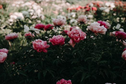 Lush garden filled with vibrant pink and white peonies in full bloom, showcasing natural elegance.
