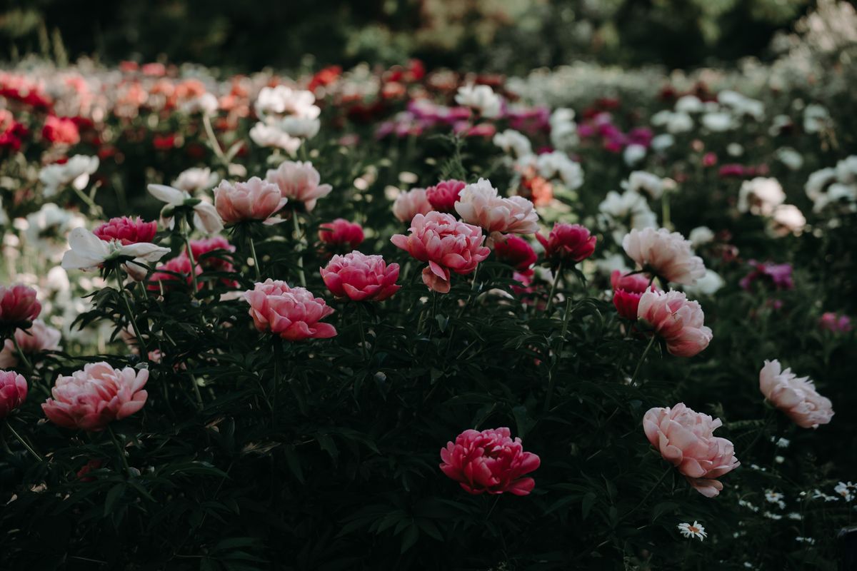Color in every corner — SF Gardening