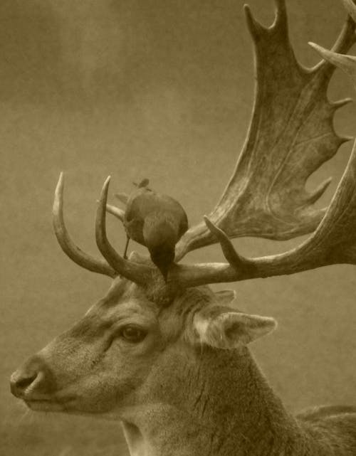 Bird Perched on Top of Deer Horns