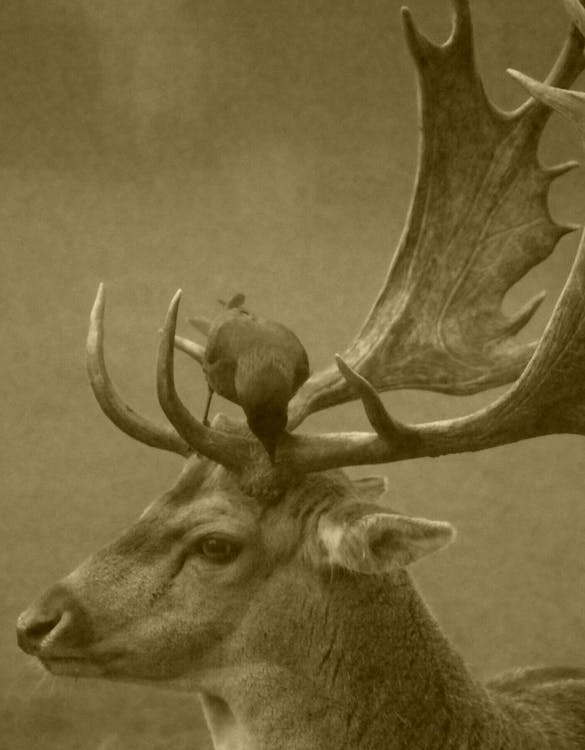 Безкоштовне стокове фото на тему «олені, тварина» стокове фото