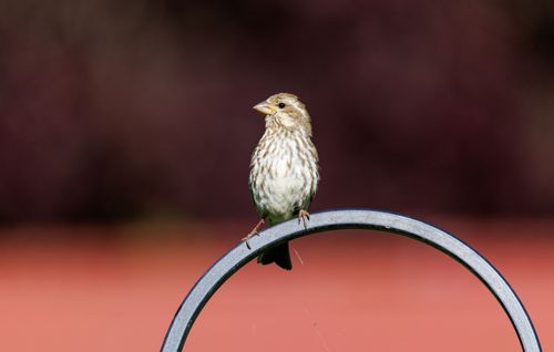 Free A sparrow sits gracefully on a metal ring against a soft, blurred background, capturing nature's serenity. Stock Photo