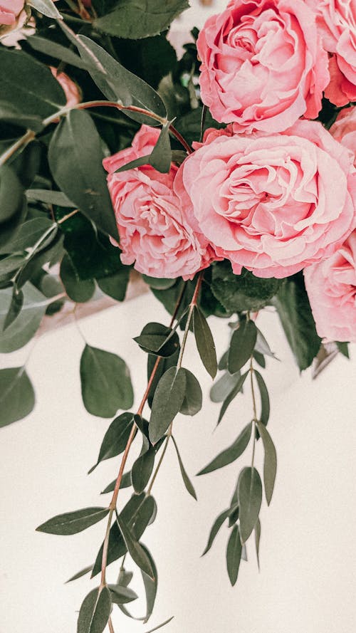 Pink Roses in Close Up Photography