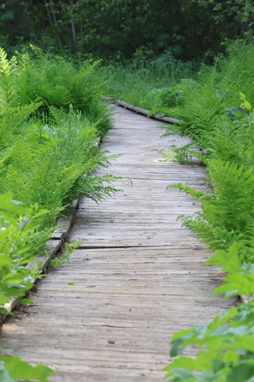 Free A peaceful wooden path winds through lush green ferns in a serene forest setting, perfect for nature lovers. Stock Photo