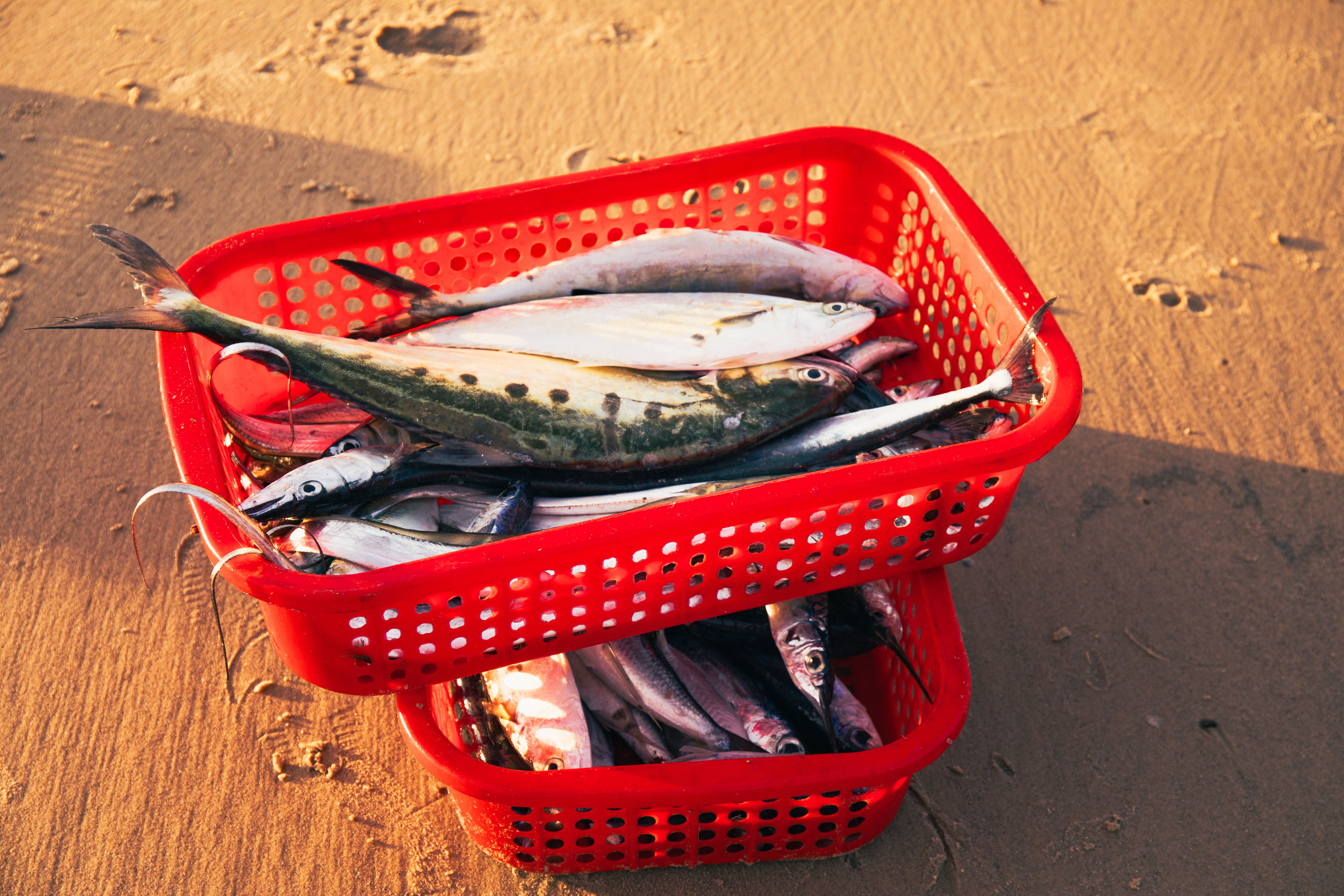 Red baskets filled with fresh fish on a sandy beach in Quảng Trị, Vietnam.