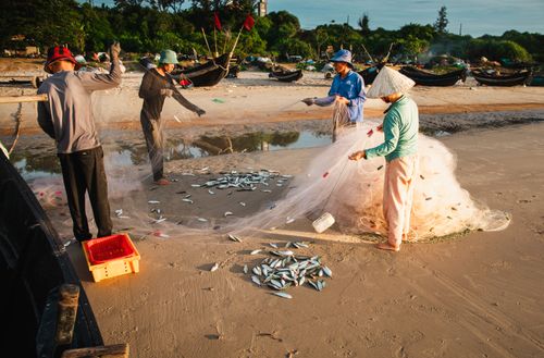 Free Fishermen collect catch in morning light on Quảng Trị beach, Vietnam. Stock Photo