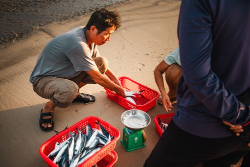 Free Fishermen sorting fresh fish on a sandy beach in Quảng Trị, Vietnam. Stock Photo