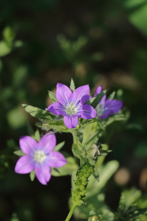 Free Vibrant purple Campanula flowers captured in a close-up shot, showcasing natural beauty and detail. Stock Photo