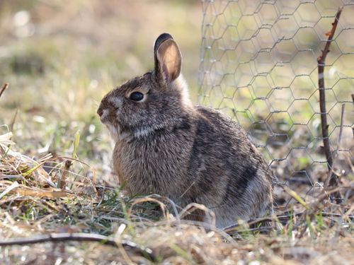 Free Captivating image of a wild rabbit nestled among spring grass in Burnsville, Minnesota. Stock Photo